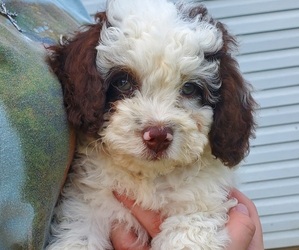 Bernedoodle (Miniature) Puppy for Sale in LEETONIA, Ohio USA
