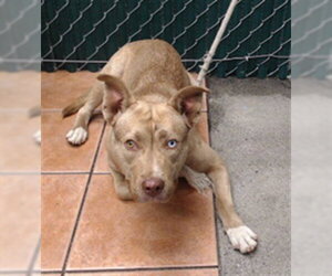 German Shepherd Dog-Unknown Mix Dogs for adoption in Downey, CA, USA