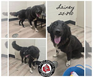 Border Collie-Unknown Mix Dogs for adoption in Georgetown, KY, USA