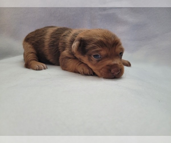 Medium Photo #1 Chiweenie Puppy For Sale in PINSON, AL, USA