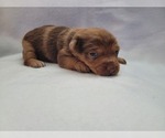 Puppy Gordita Chiweenie