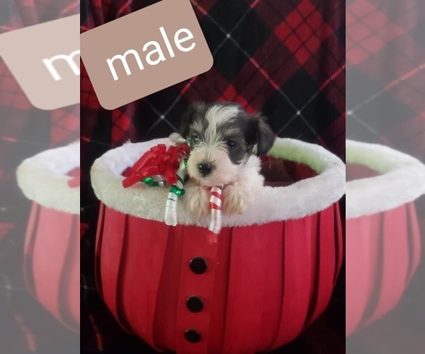 Medium Photo #1 Schnauzer (Miniature) Puppy For Sale in CHILDRESS, TX, USA