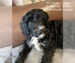 Puppy 3 Goldendoodle (Miniature)