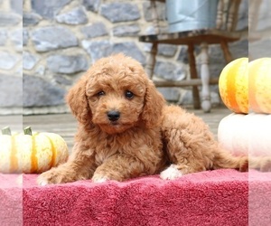 Goldendoodle (Miniature) Puppy for sale in EPHRATA, PA, USA