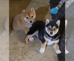 Small Photo #8 Shiba Inu Puppy For Sale in MANITO, IL, USA