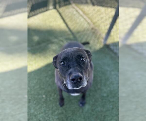 Medium Photo #2 Labrador Retriever-Unknown Mix Puppy For Sale in Chula Vista, CA, USA