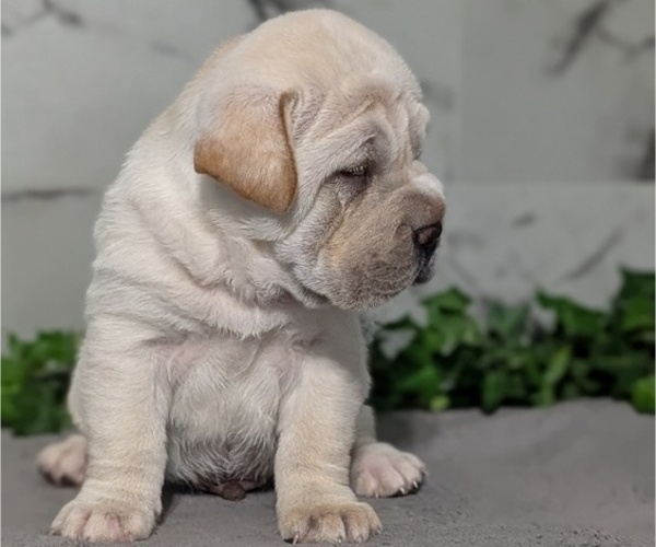 Medium Photo #10 Cocker-Pei Puppy For Sale in GOSHEN, IN, USA