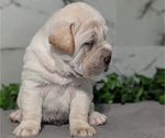 Small #9 Cocker-Pei