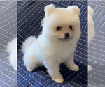 Small Photo #1 Pomeranian Puppy For Sale in MARYSVILLE, WA, USA