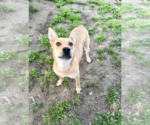 Mutt Dogs for adoption in Boston, MA, USA