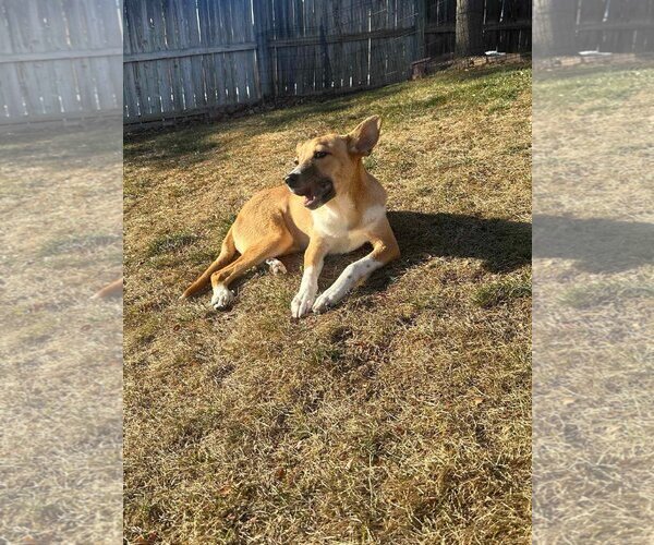 Medium Photo #5 Great Pyrenees-Unknown Mix Puppy For Sale in Littleton, CO, USA