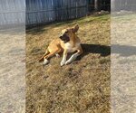 Small #4 Great Pyrenees Mix