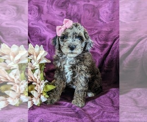 Aussiedoodle Miniature Puppy for sale in OXFORD, PA, USA