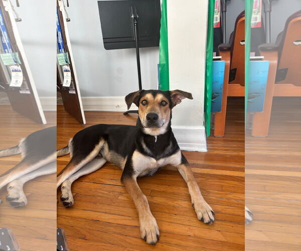 Medium Photo #3 Doberman Pinscher-Unknown Mix Puppy For Sale in Los Angeles, CA, USA