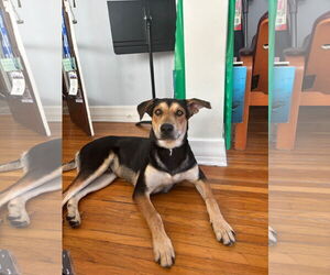 Sully - Male Doberman Pinscher-Unknown Mix Dog for Adoption - Photo #3