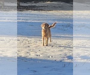 Mother of the Golden Retriever puppies born on 02/14/2026