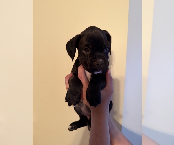 Medium Photo #6 Boxer Puppy For Sale in MILFORD, NH, USA