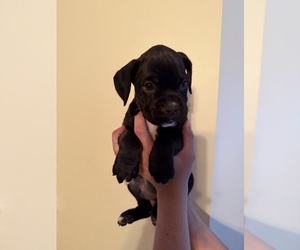 Medium Boxer
