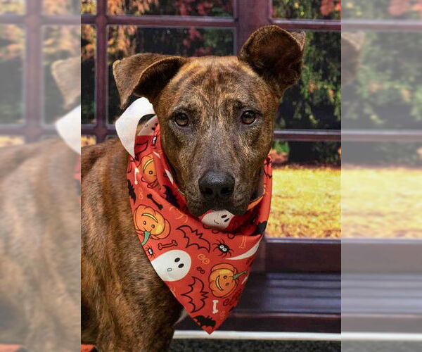 Medium Photo #1 Mutt Puppy For Sale in Sanford, FL, USA