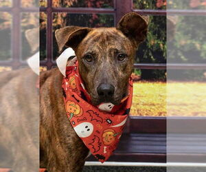 Mutt Dogs for adoption in Sanford, FL, USA