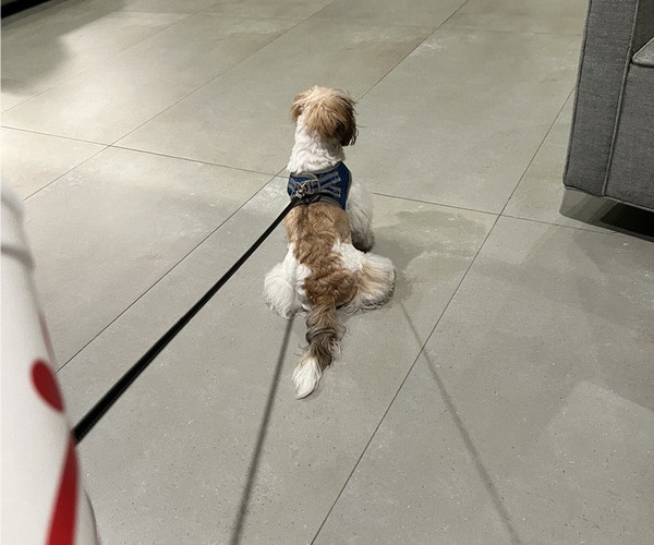 Medium Photo #6 Shih Tzu Puppy For Sale in MIAMI, FL, USA