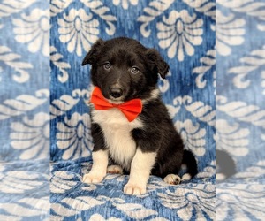 Border Collie Puppy for sale in KIRKWOOD, PA, USA