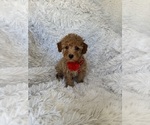 Small Poodle (Toy)