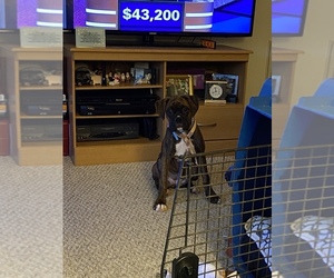 Boxer Puppy for sale in PORT CHARLOTTE, FL, USA