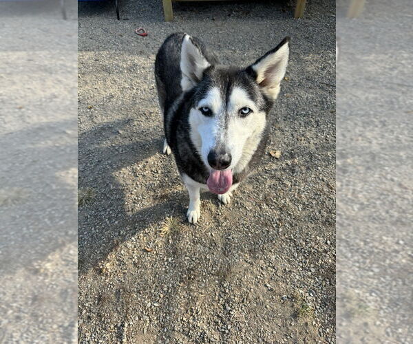 Medium Photo #3 Alaskan Malamute-Huskies  Mix Puppy For Sale in Elmsford, NY, USA
