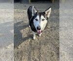 Small #2 Alaskan Malamute-Huskies  Mix