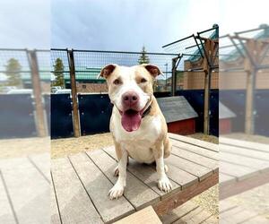 Medium American Pit Bull Terrier Mix