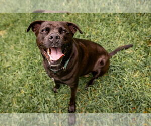 Rottweiler-American Pit Bull Terrier Dogs for adoption in Austin, TX, USA