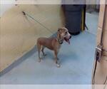 Small Mutt