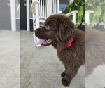 Small #4 Newfoundland