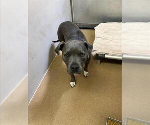 Medium American Pit Bull Terrier