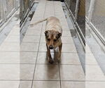 Small #1 Labrador Retriever Mix