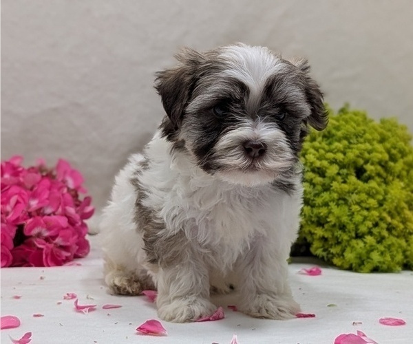 Medium Photo #9 Havanese Puppy For Sale in GOSHEN, IN, USA