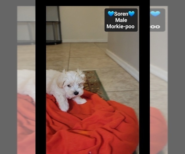 Medium Photo #2 Morkie Poo (Toy) Puppy For Sale in TUCSON, AZ, USA