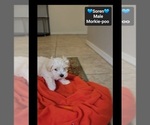 Small #1 Morkie Poo (Toy)