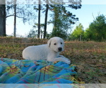 Small Photo #8 Akbash Dog Puppy For Sale in BROOKSVILLE, FL, USA