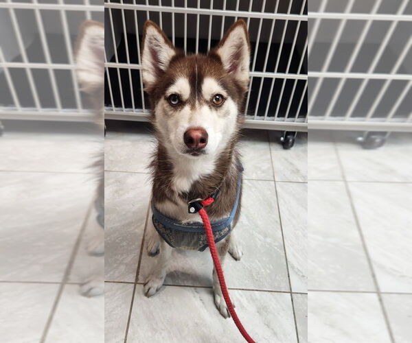Medium Photo #1 - Mix Puppy For Sale in Walnutport, PA, USA