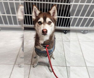 - Mix Dogs for adoption in Walnutport, PA, USA