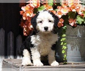 Miniature Bernedoodle Puppy for sale in FREDERICKSBG, OH, USA