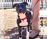 Small #1 American Pit Bull Terrier Mix
