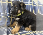 Small #5 German Shepherd Dog