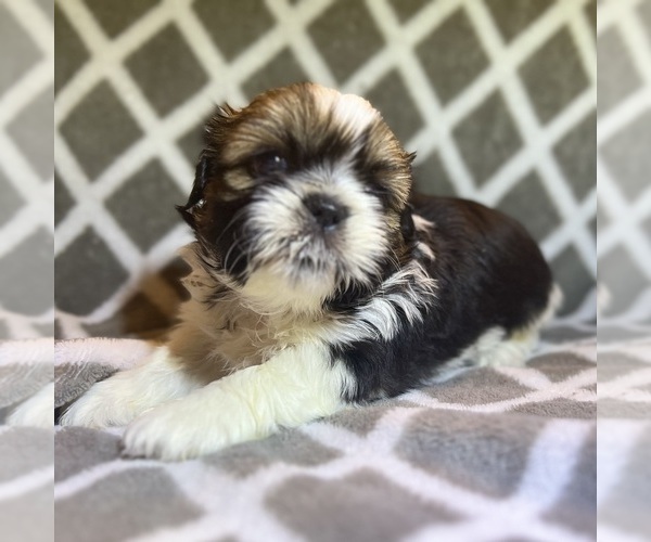 Medium Photo #2 Shih Tzu Puppy For Sale in CHARLOTTE, NC, USA