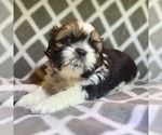 Small Photo #2 Shih Tzu Puppy For Sale in CHARLOTTE, NC, USA