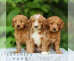 Small #2 Goldendoodle (Miniature)