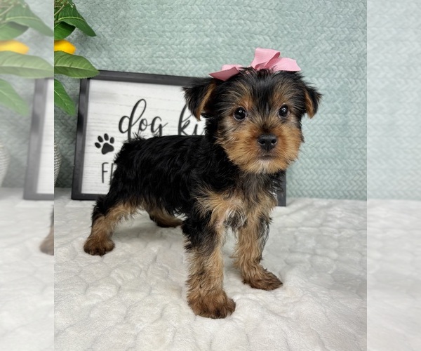 Medium Photo #4 Yorkshire Terrier Puppy For Sale in FRANKLIN, IN, USA