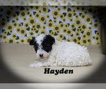 Small Photo #2 Poodle (Toy) Puppy For Sale in CHANUTE, KS, USA